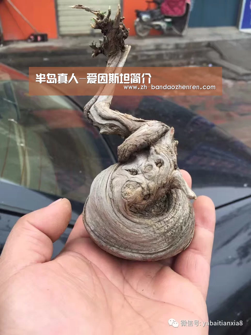 半岛真人